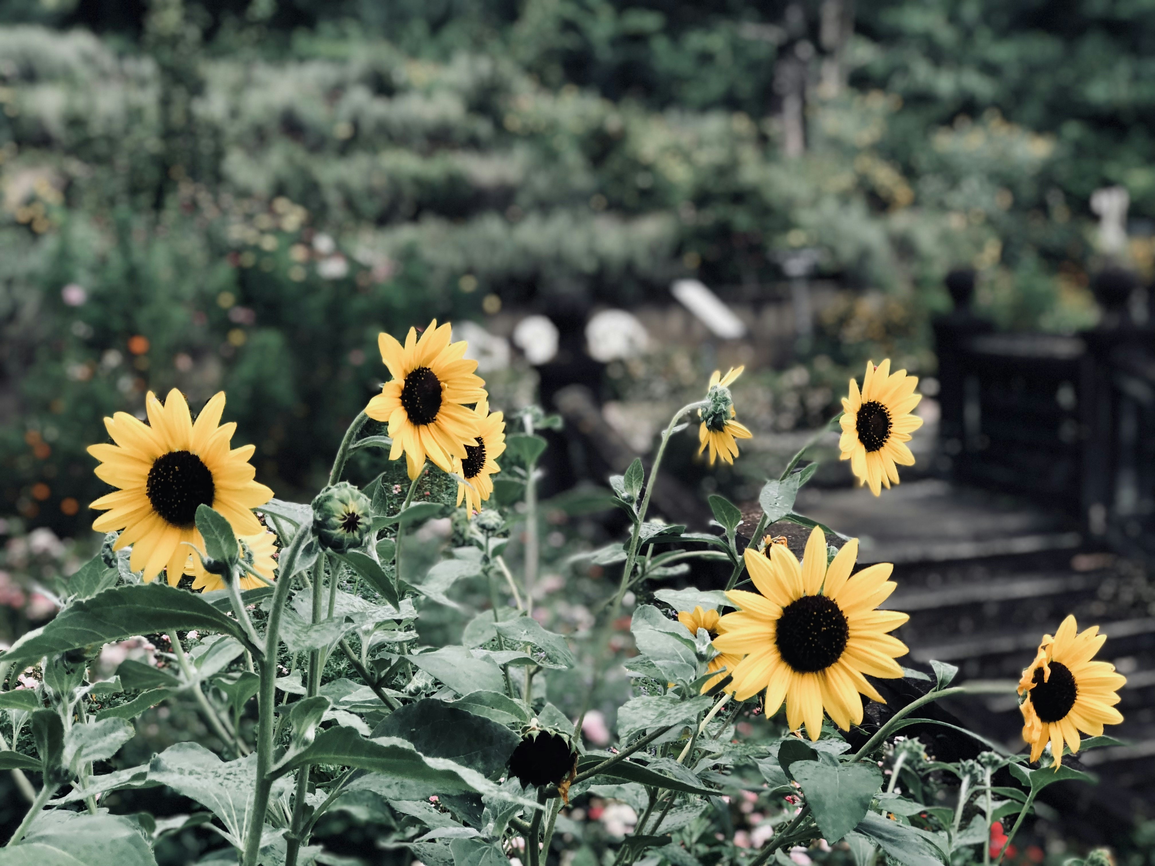 yellow sunflower in tilt shift lens