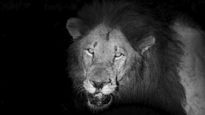 King’s Roar