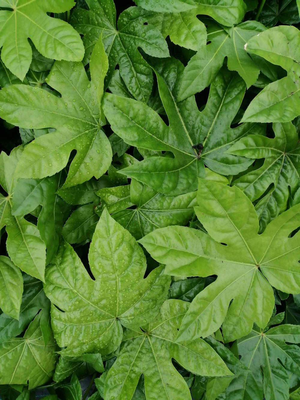 Hojas verdes en la fotografía de primer plano