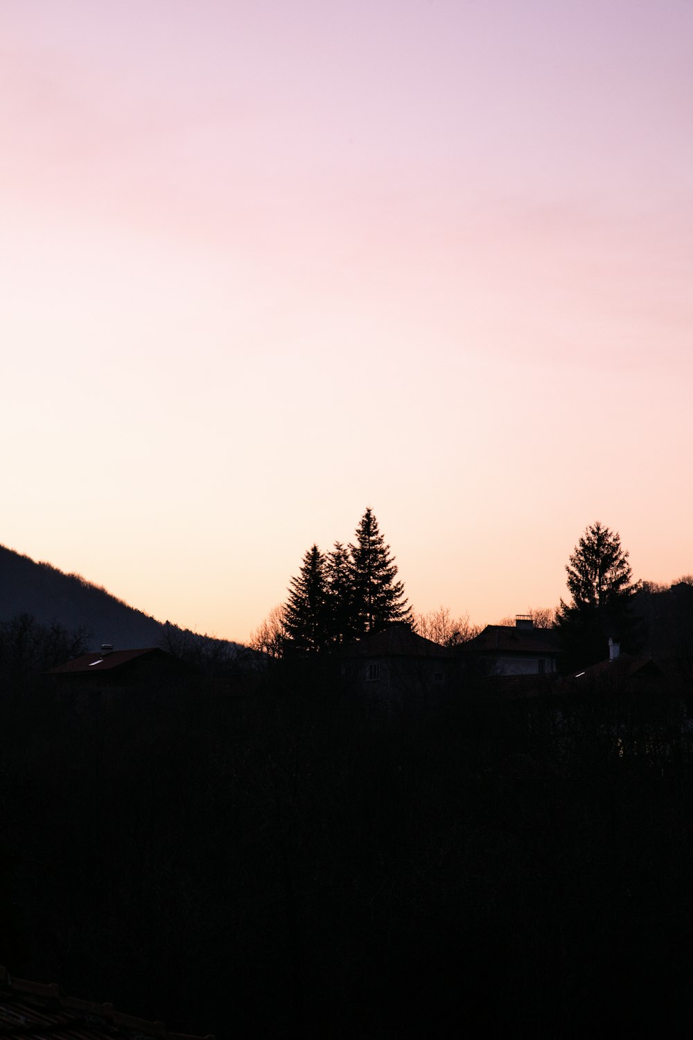 silhouette of trees during sunset