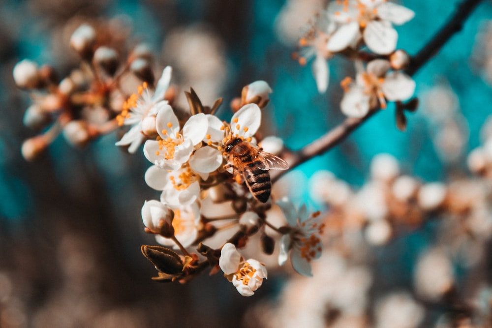 white cherry blossom in close up photography