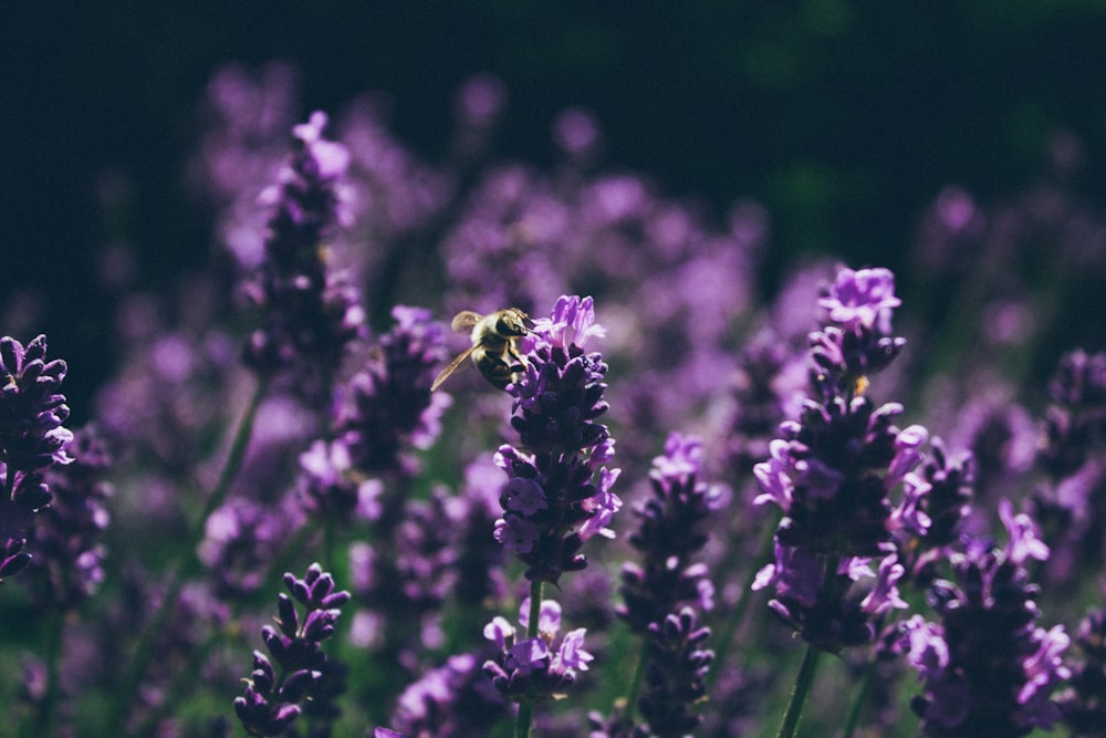 purple flower in tilt shift lens