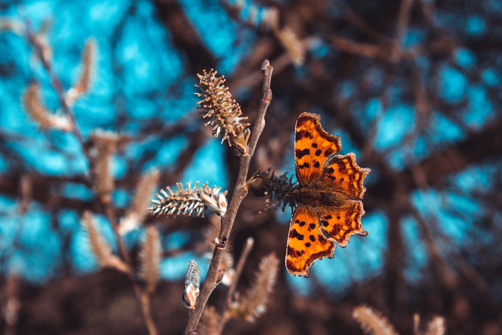 brown and black butterfly on green plant