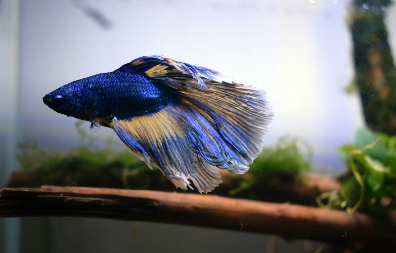 Betta photo 5