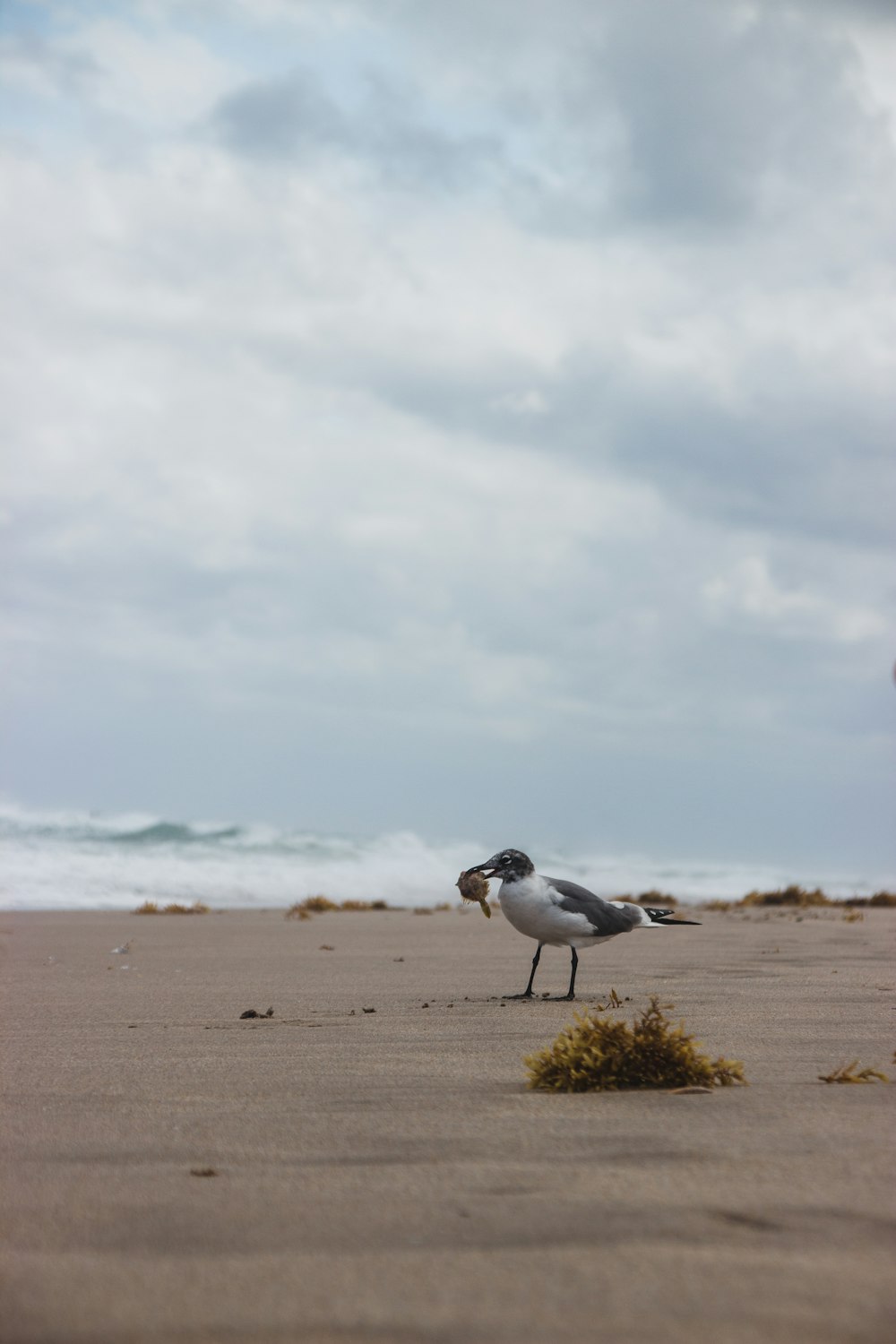 white and black bird on brown sand during daytime