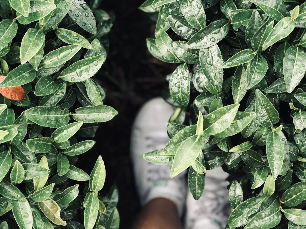 green leaves on white surface