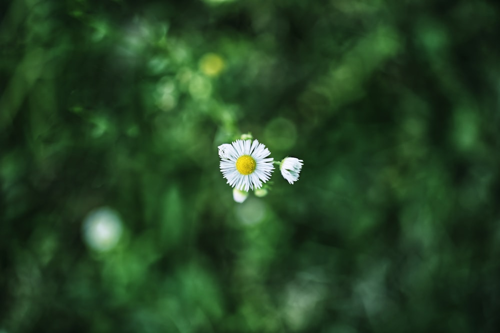 marguerite blanche en fleurs pendant la journée