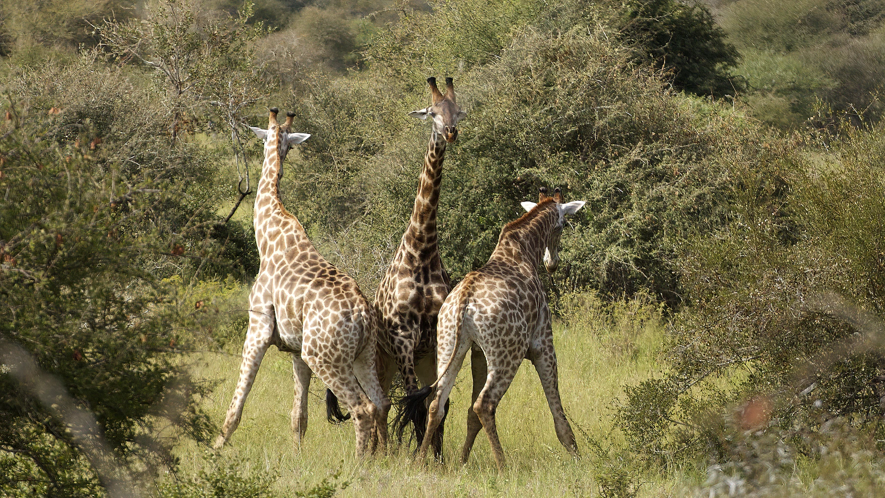 Giraffes in Kruger National Park, South Africa