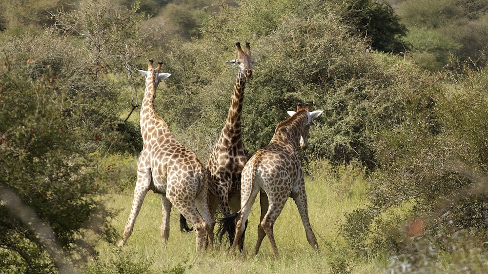 three giraffes on brown grass field during daytime