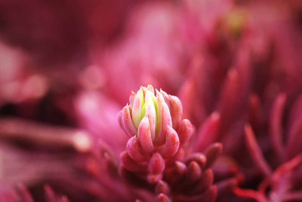 pink and green flower in macro photography