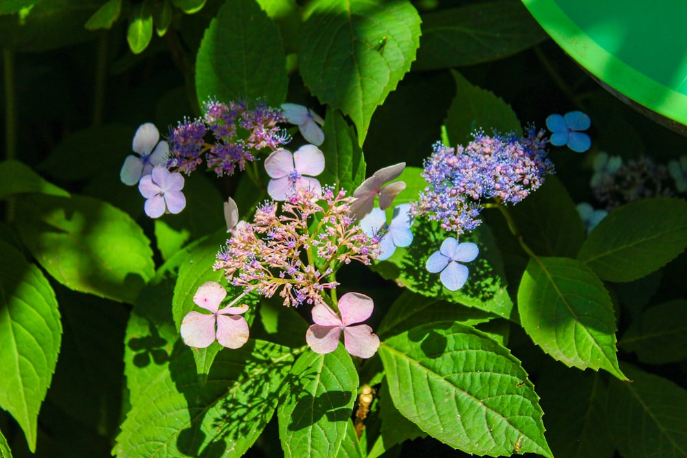 purple and white flowers with green leaves