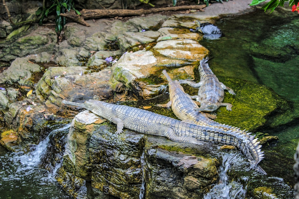 white and black fish on water