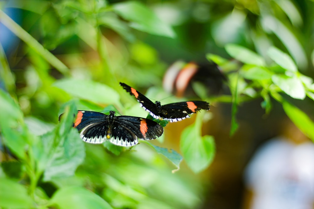 black white and orange butterfly on green leaf during daytime