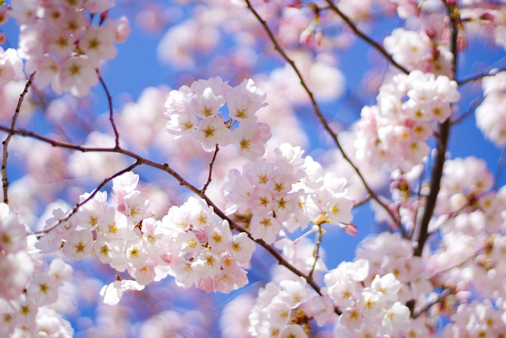 white cherry blossom in bloom during daytime