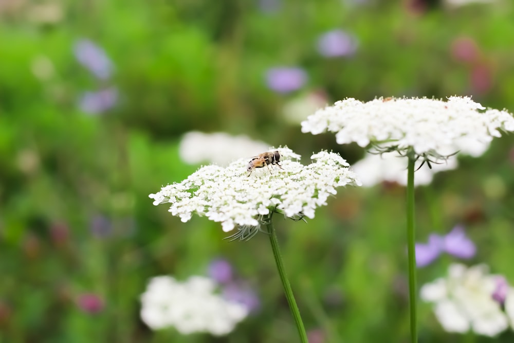 honeybee perched on white flower in close up photography during daytime