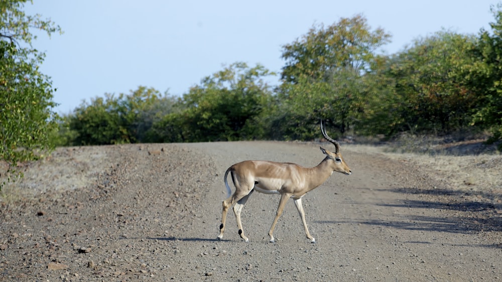 Cerf brun sur une route asphaltée grise pendant la journée