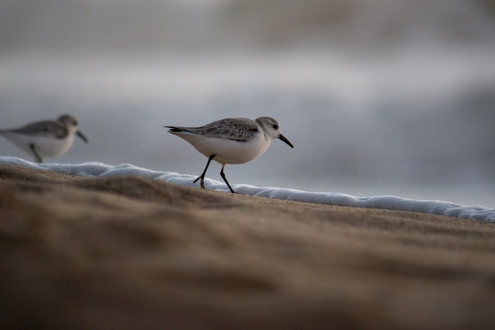 white and black bird on brown rock