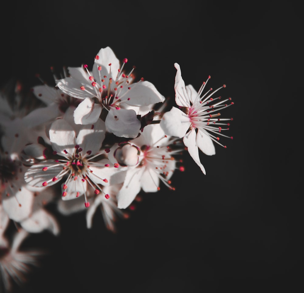 white and pink flowers in black background
