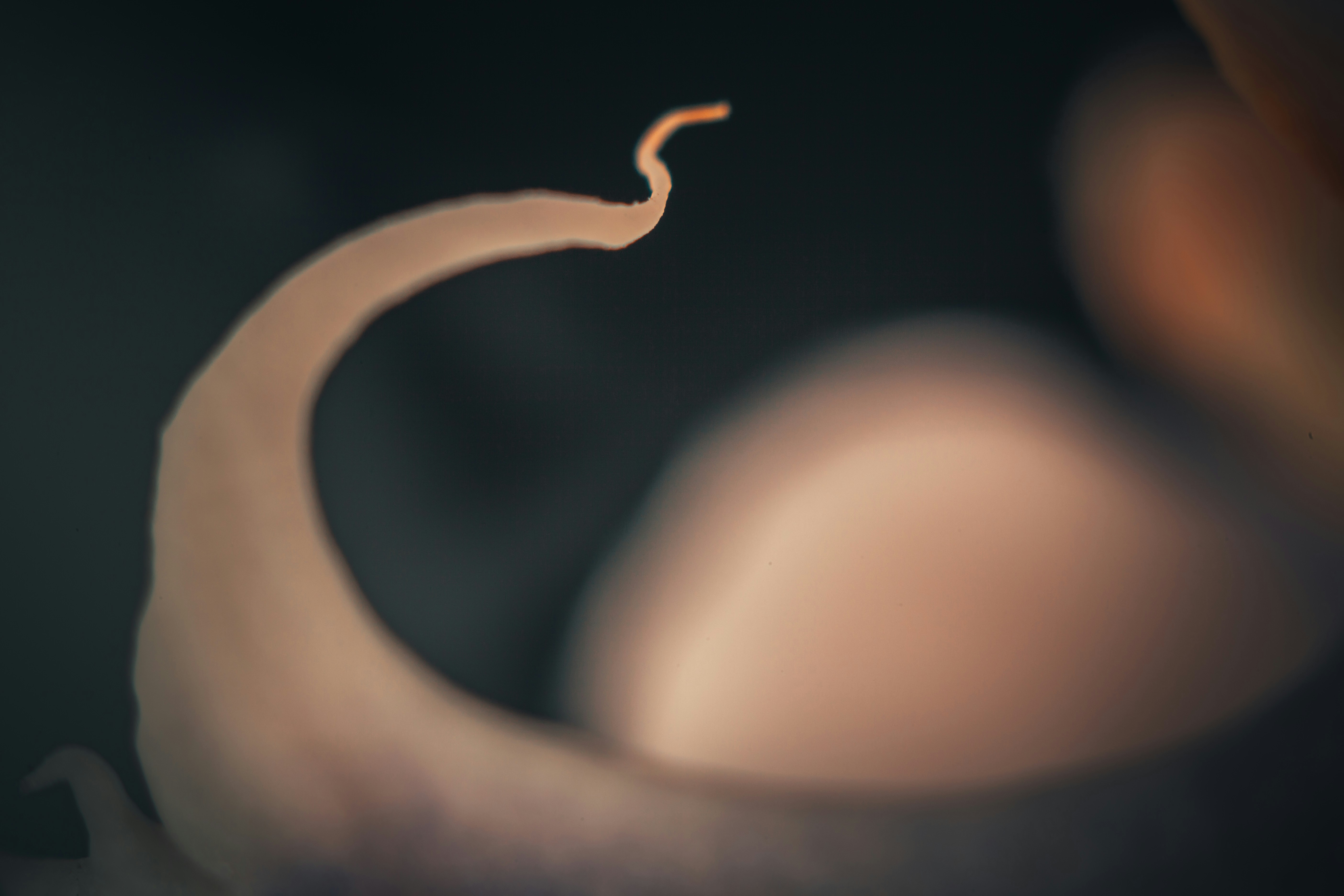 Kedudukan dan Hak Mewaris Isteri dari Perkawinan secara Adat Pasu\u002Dpasu Raja di Kecamatan Lumban Julu Kabupaten Toba Samosir Image