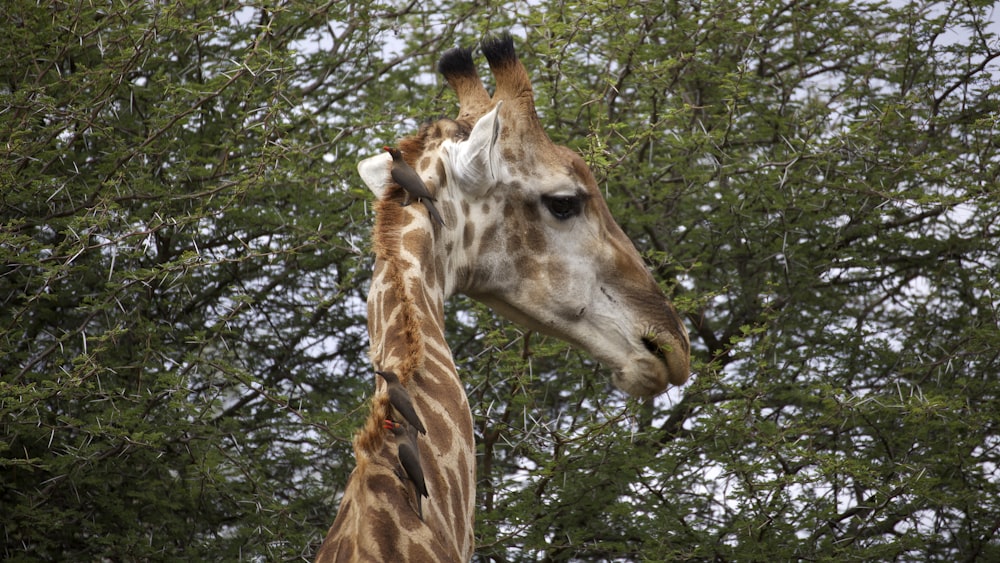 giraffe eating green leaves during daytime