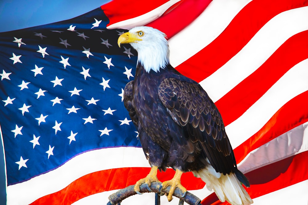 Águila americana ondeando sobre la bandera de EE.UU.