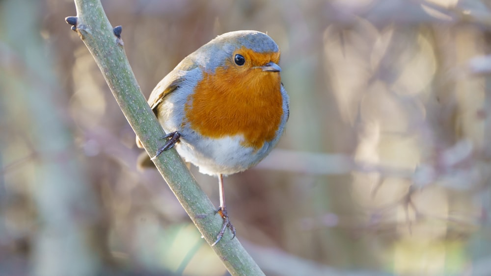 orange white and gray bird on brown tree branch