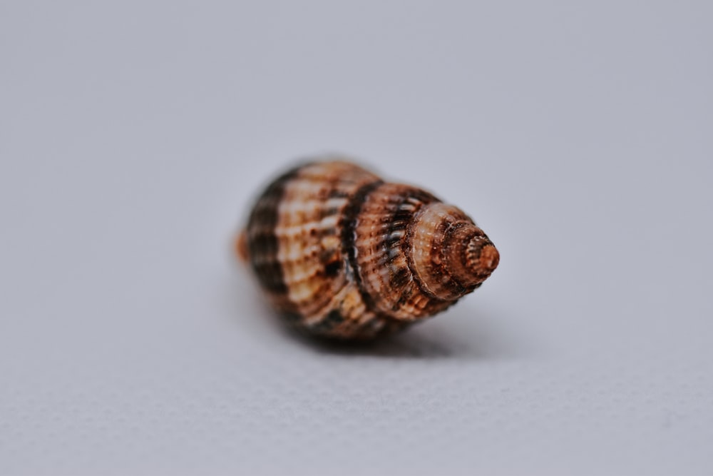 white and brown seashell on white surface