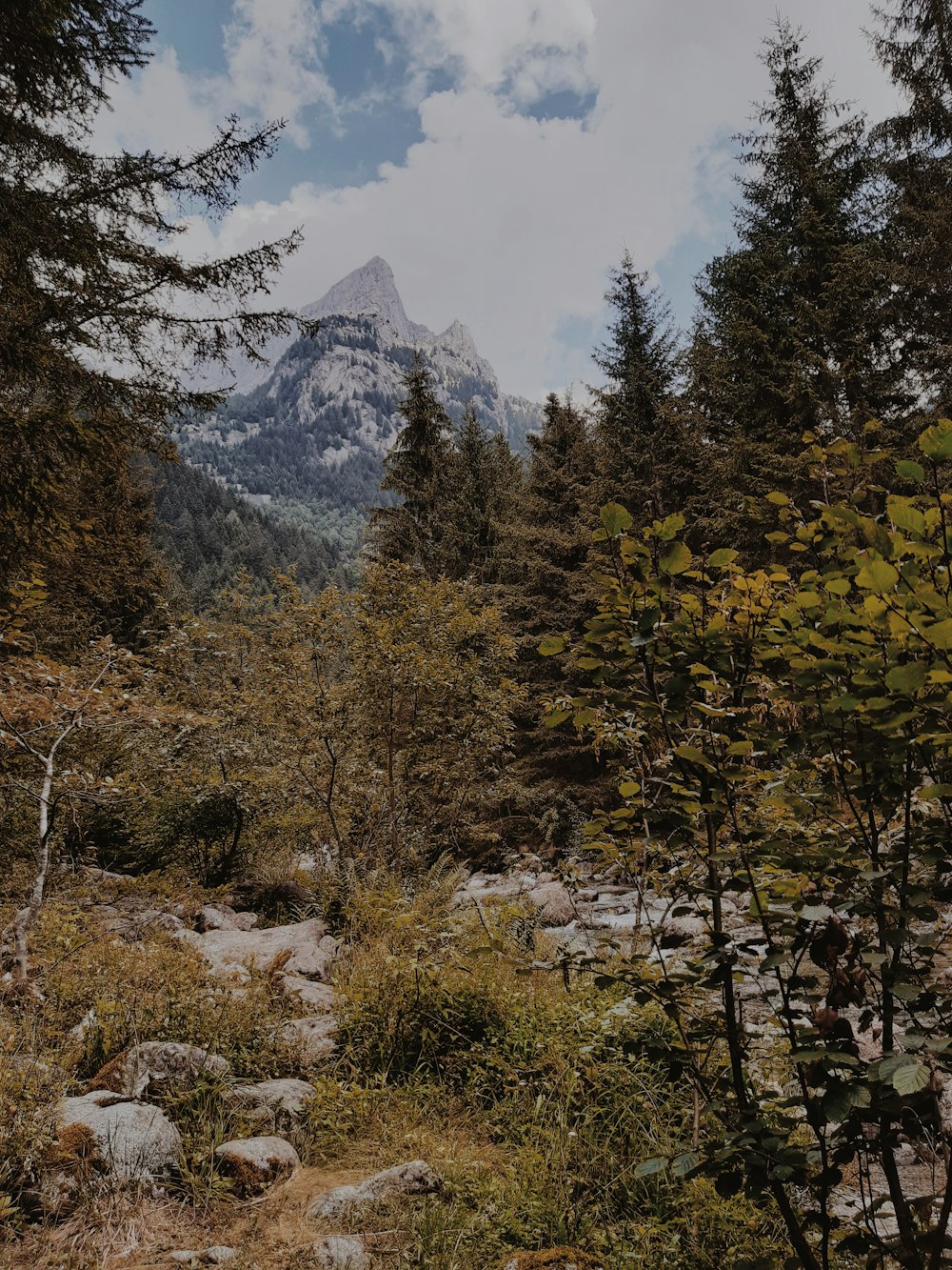 green trees near mountain during daytime