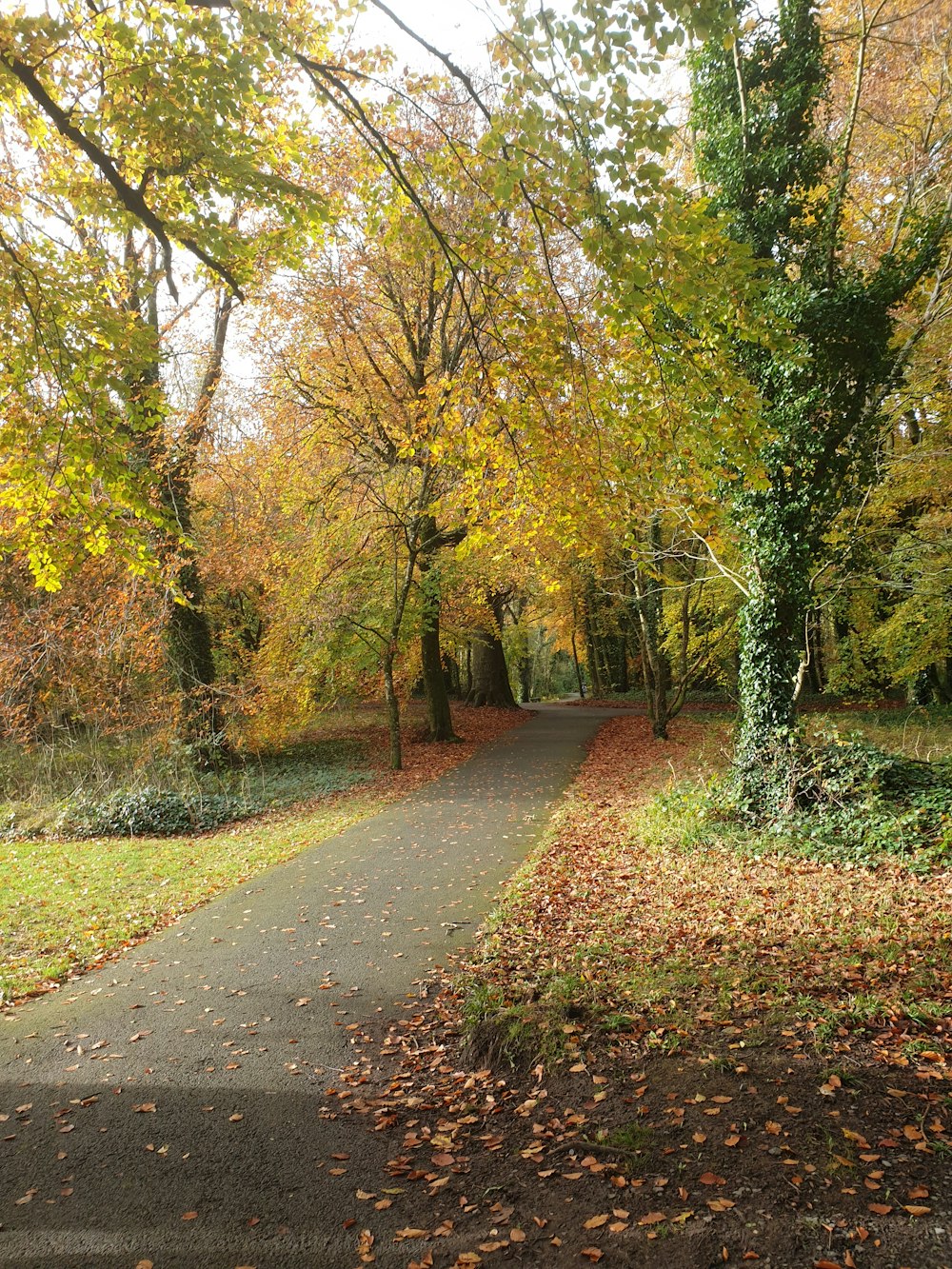 gray concrete road between green trees during daytime