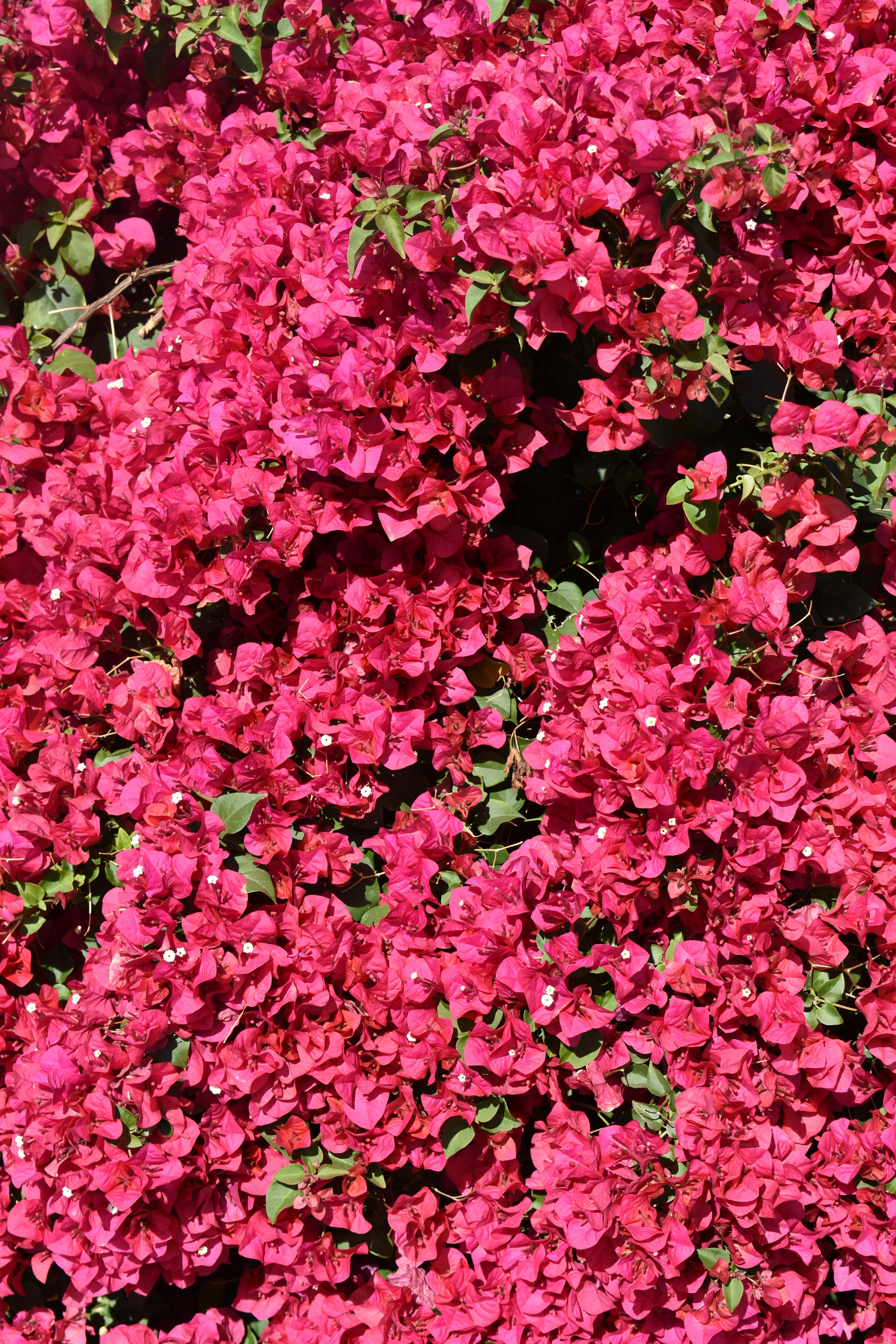 Photo by cristian12345