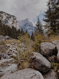 green trees near rocky mountain during daytime