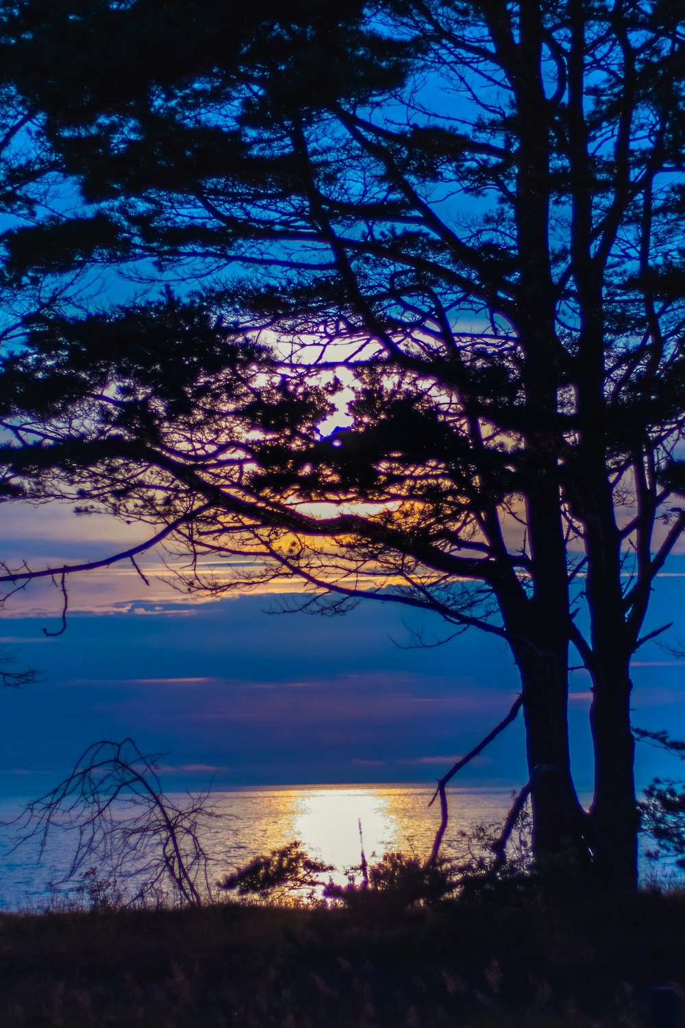 leafless tree near body of water during sunset