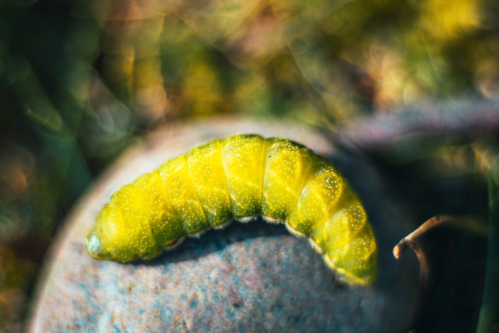 green caterpillar on brown tree branch