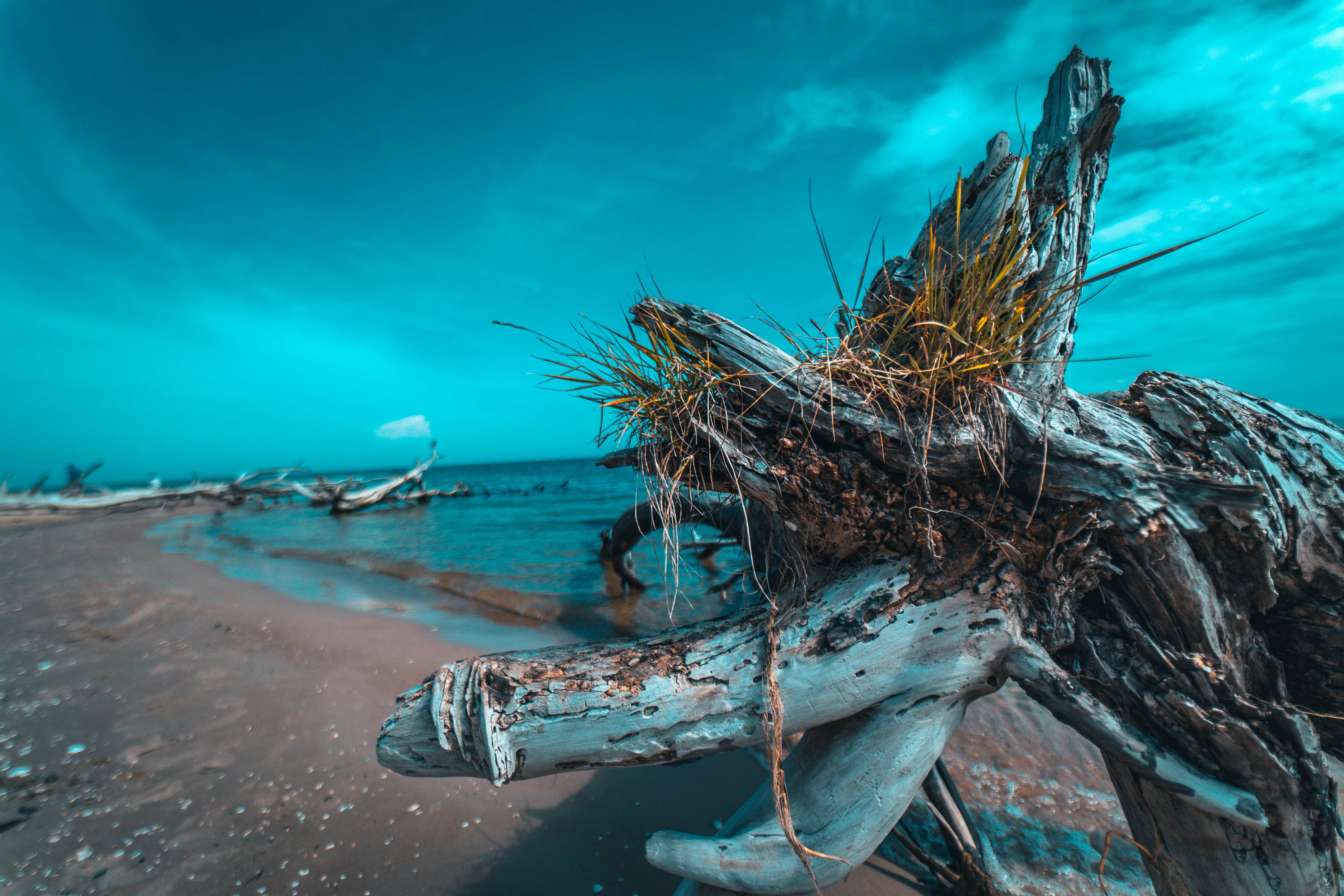 white and brown tree branch on beach shore under blue sky