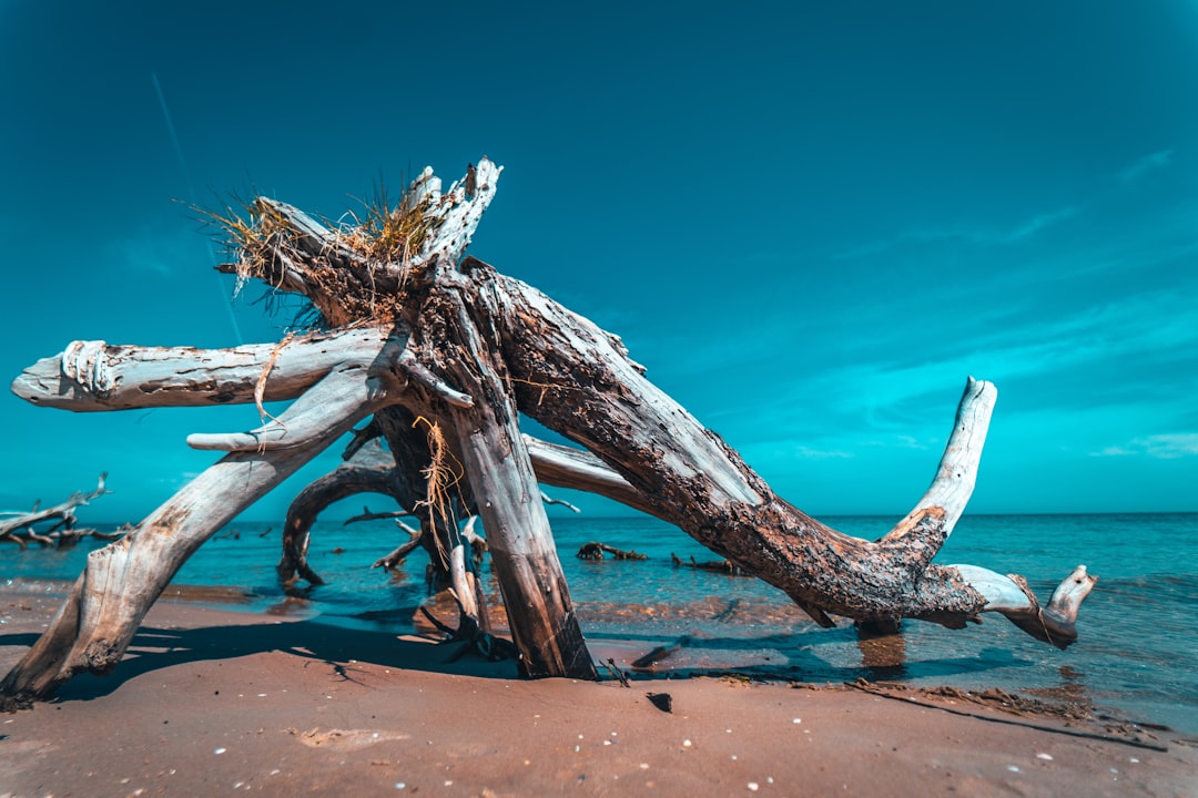 brown wood log on brown sand