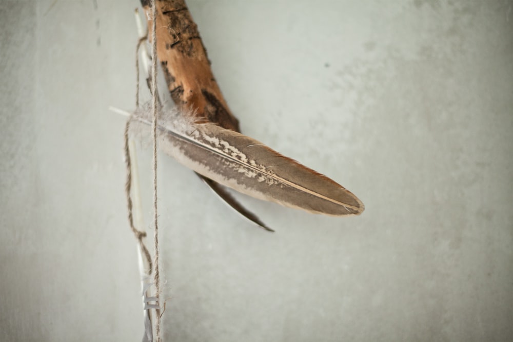 brown and white wood branch