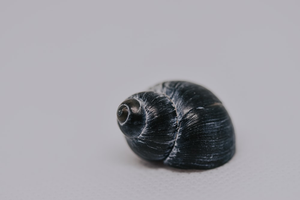 白い表面の黒い貝殻のクローズアップ