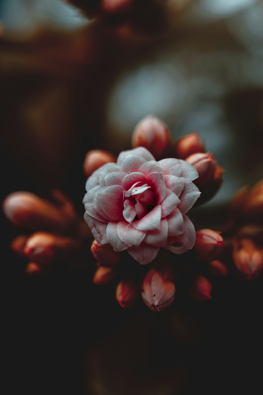 pink flower in tilt shift lens