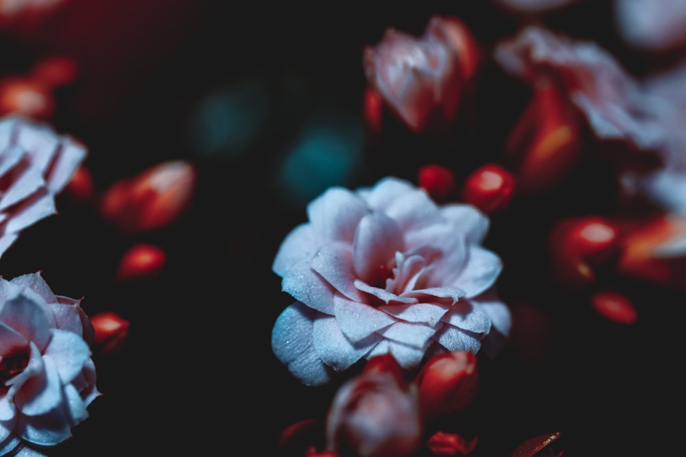 pink and white flower in close up photography