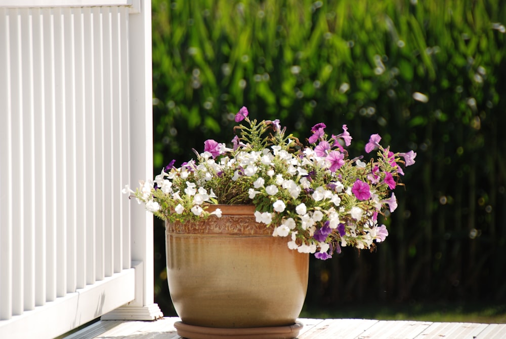 purple flowers in brown clay pot