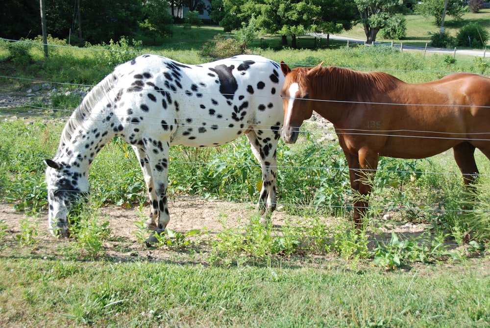 white and brown horse eating grass during daytime