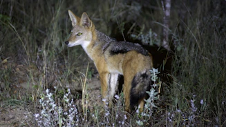 brown and black fox on green grass during daytime