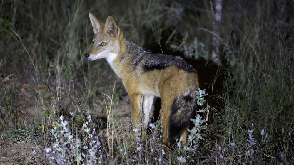 brown and black fox on green grass during daytime