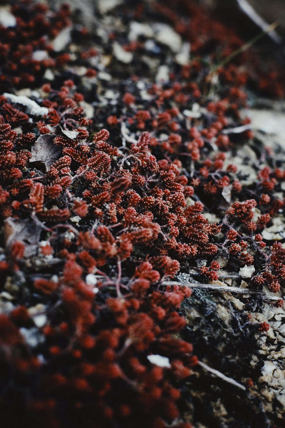 brown dried leaves on ground