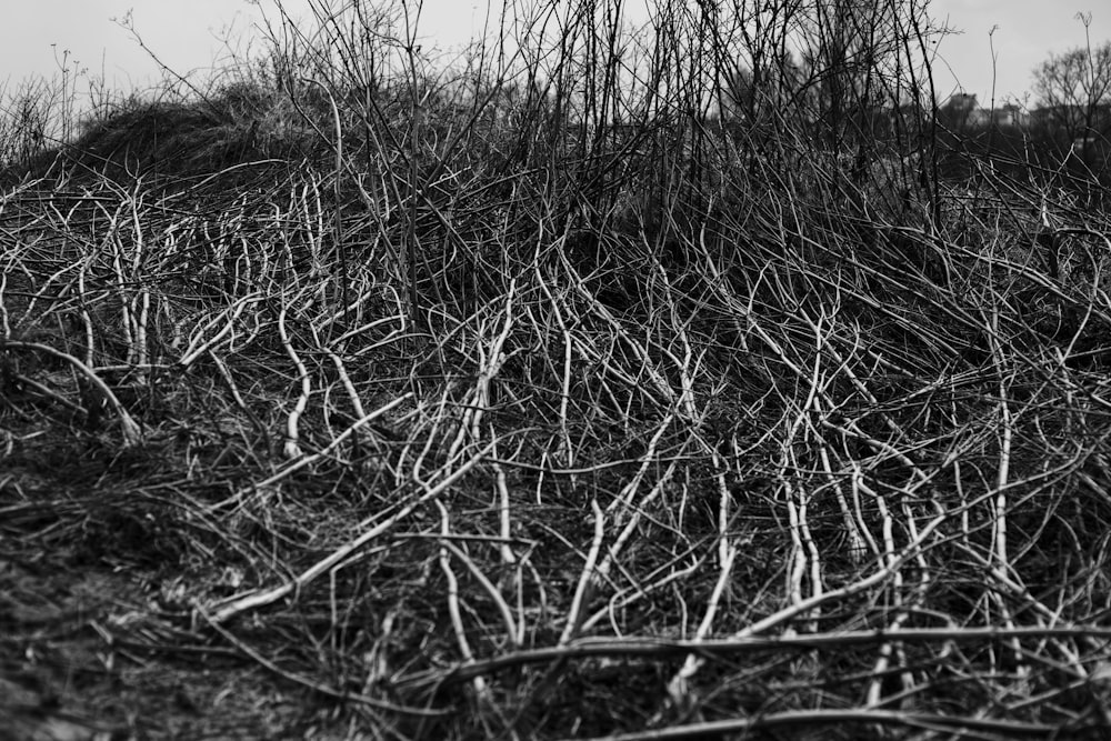 grayscale photo of grass field