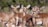 brown deer in tilt shift lens