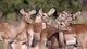 brown deer in tilt shift lens