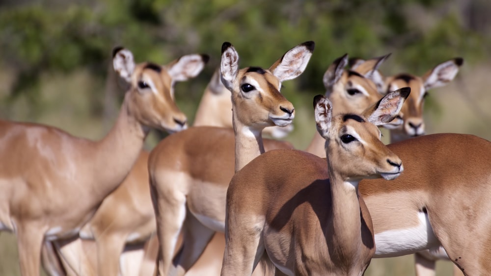 brown deer in tilt shift lens