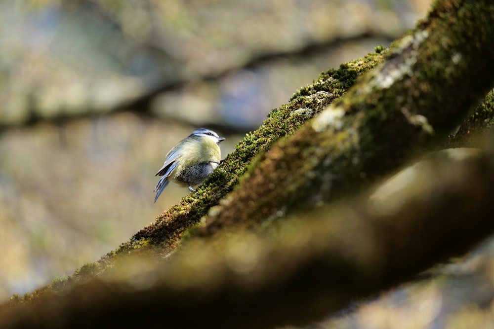 white and black bird on brown tree branch