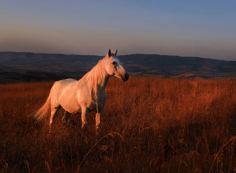 cheval blanc sur un champ d’herbe brune pendant la journée